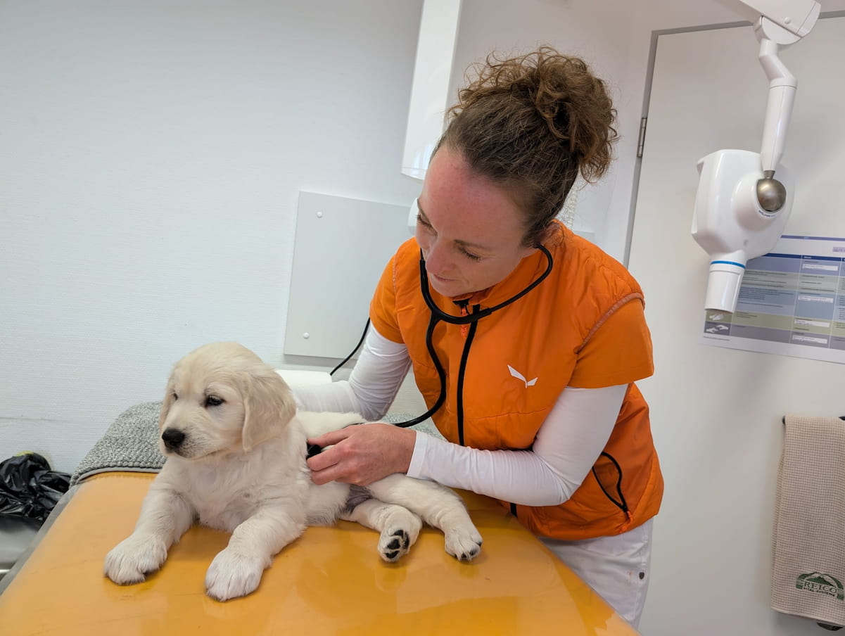 Hund bei einer Untersuchung in der Tierarztpraxis vet4balance